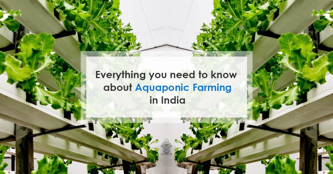 Everything You Need to Know About Aquaponic Farming in India