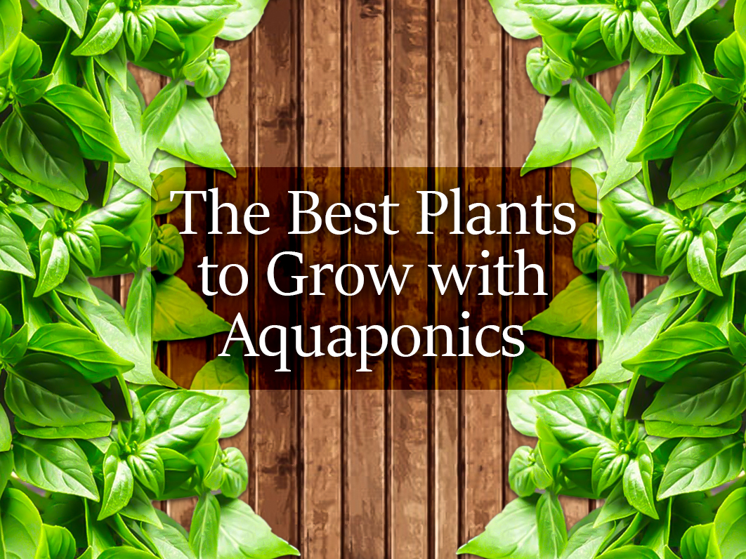 The Best Plants to Grow with Aquaponics